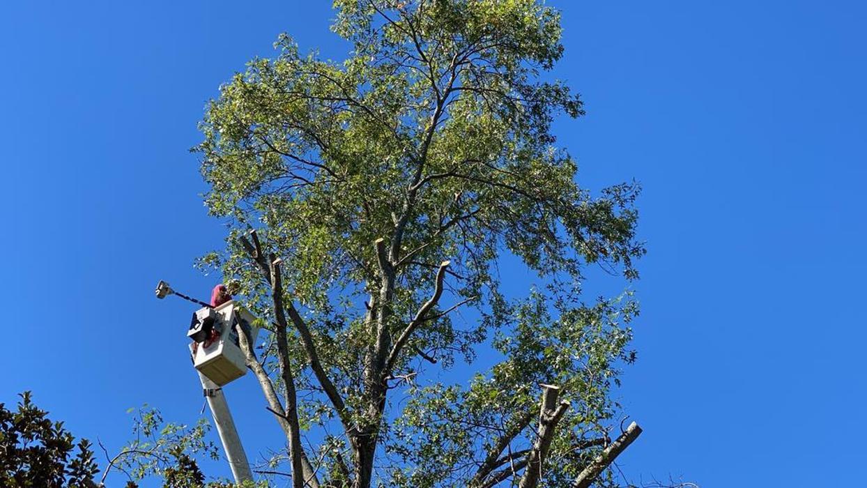 JC Tree & Stump LLC - Fort Smith, AR