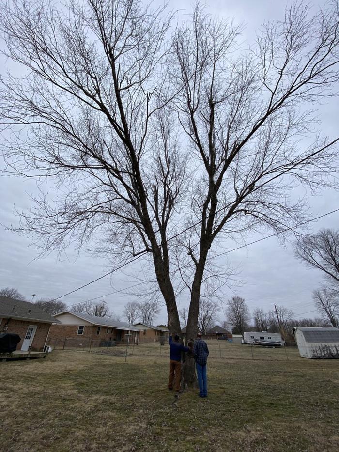 JC Tree & Stump LLC - Fort Smith, AR