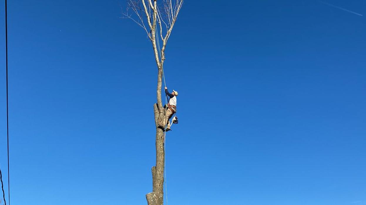 JC Tree & Stump LLC - Fort Smith, AR