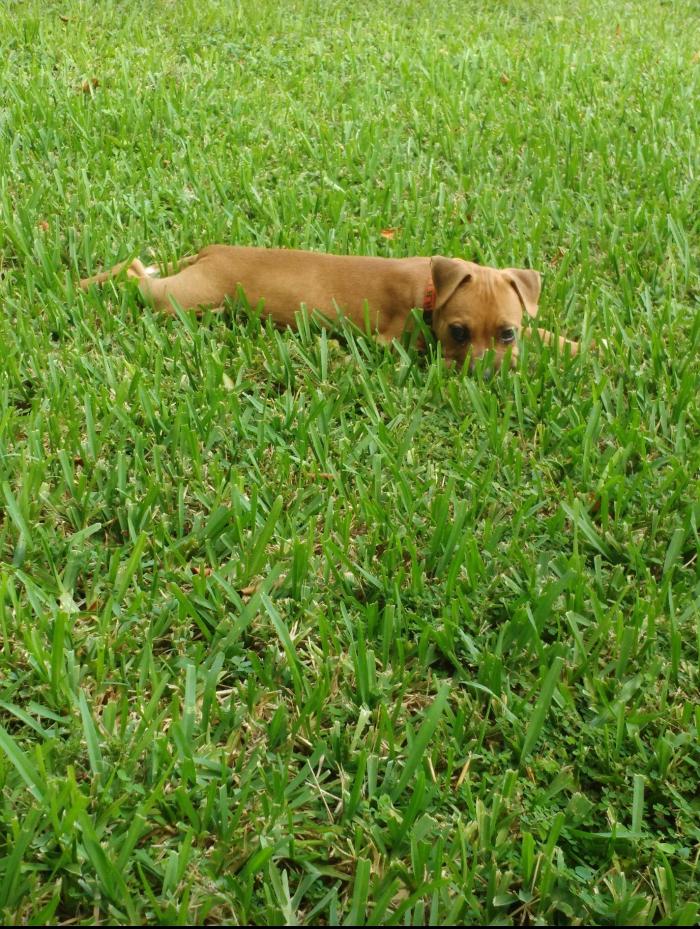 Pawtopia Boarding and Daycare LLC - Homestead, FL