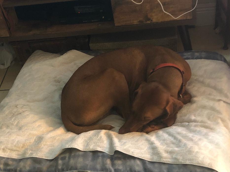 Pawtopia Boarding and Daycare LLC - Homestead, FL