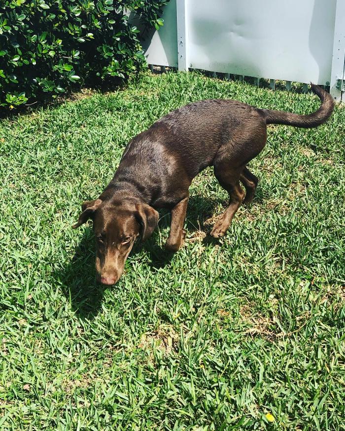 Pawtopia Boarding and Daycare LLC - Homestead, FL