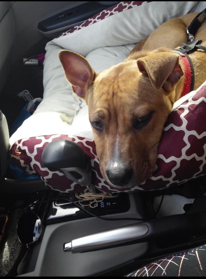 Pawtopia Boarding and Daycare LLC - Homestead, FL