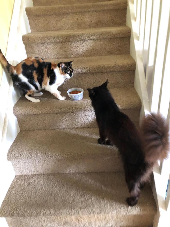 Pawtopia Boarding and Daycare LLC - Homestead, FL