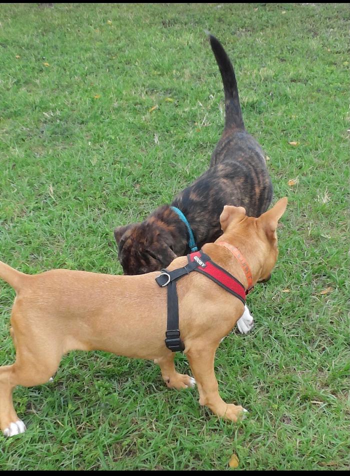 Pawtopia Boarding and Daycare LLC - Homestead, FL