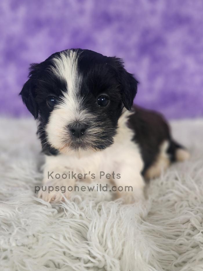 Pups Gone Wild Image