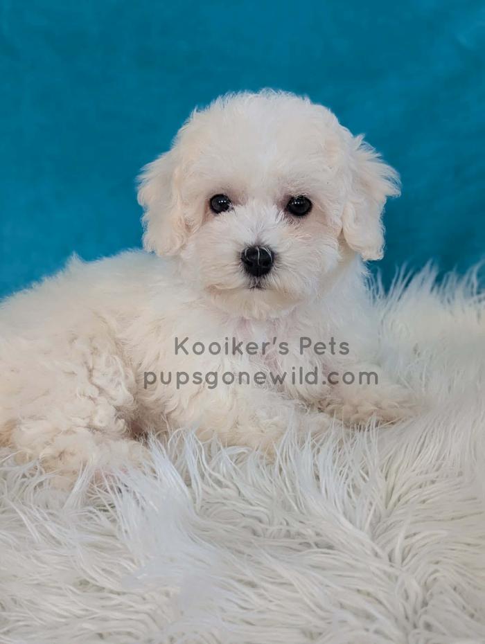 Pups Gone Wild Image