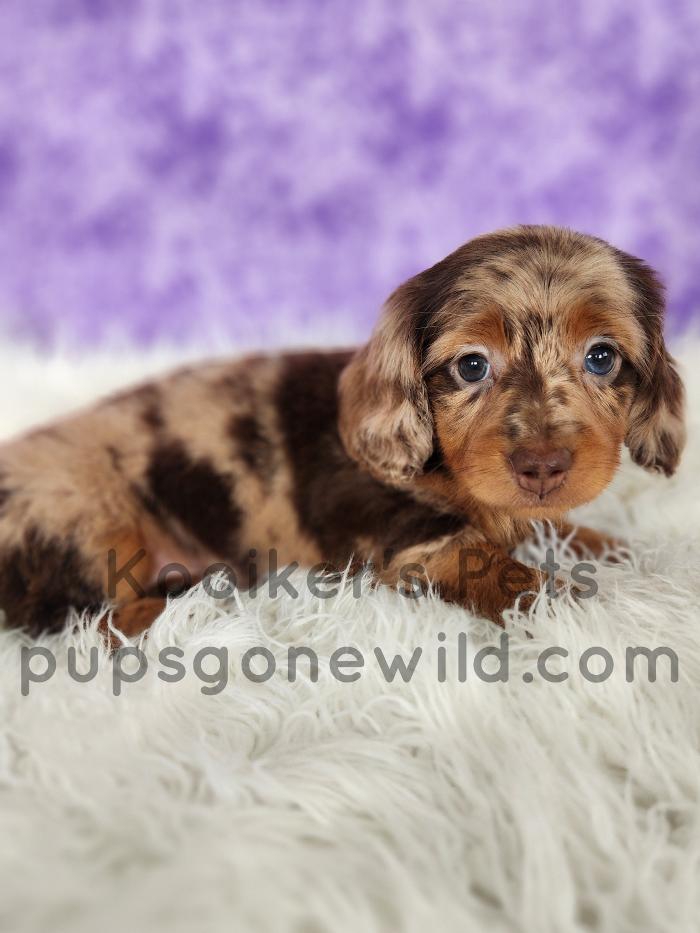 Pups Gone Wild Image