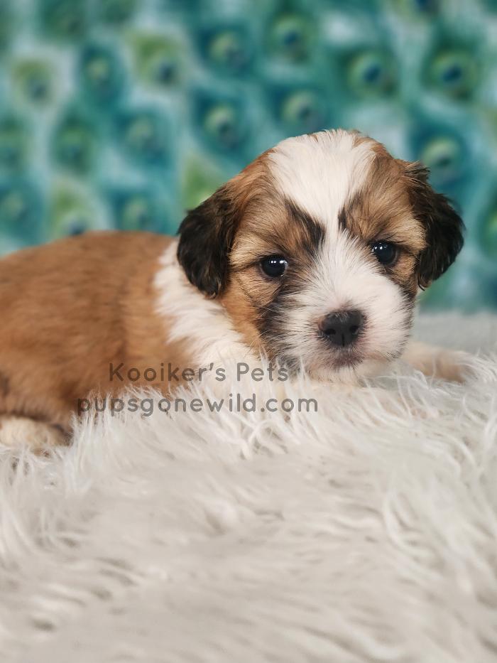 Pups Gone Wild Image