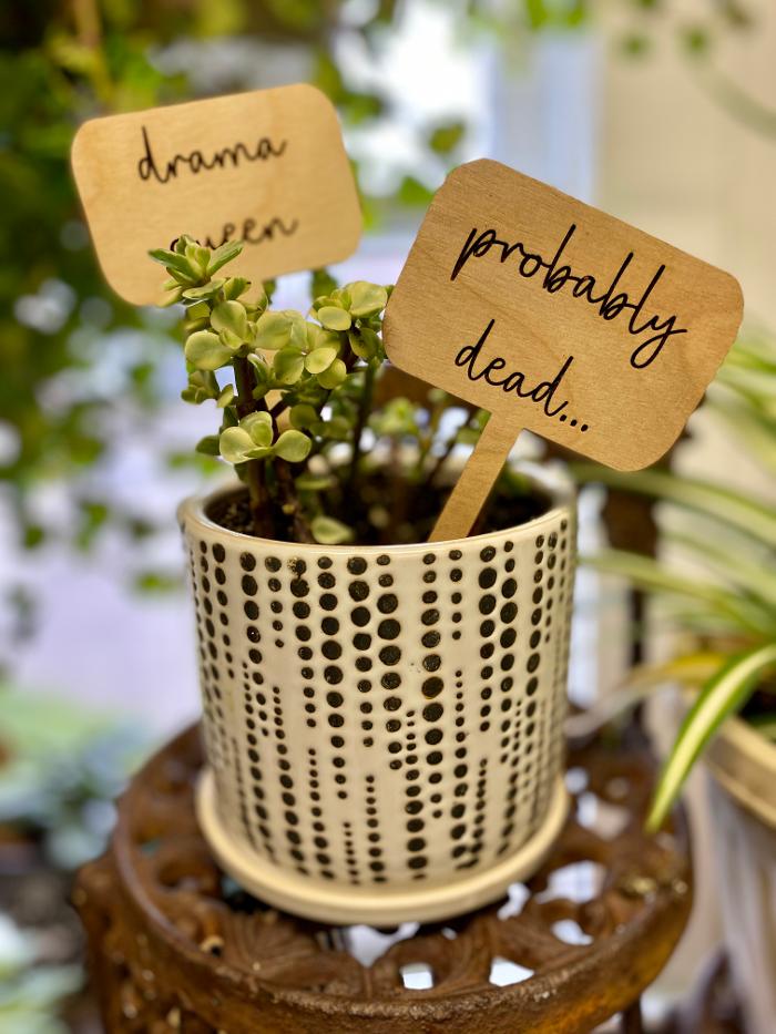 Willow Poppy - Newburgh, IN