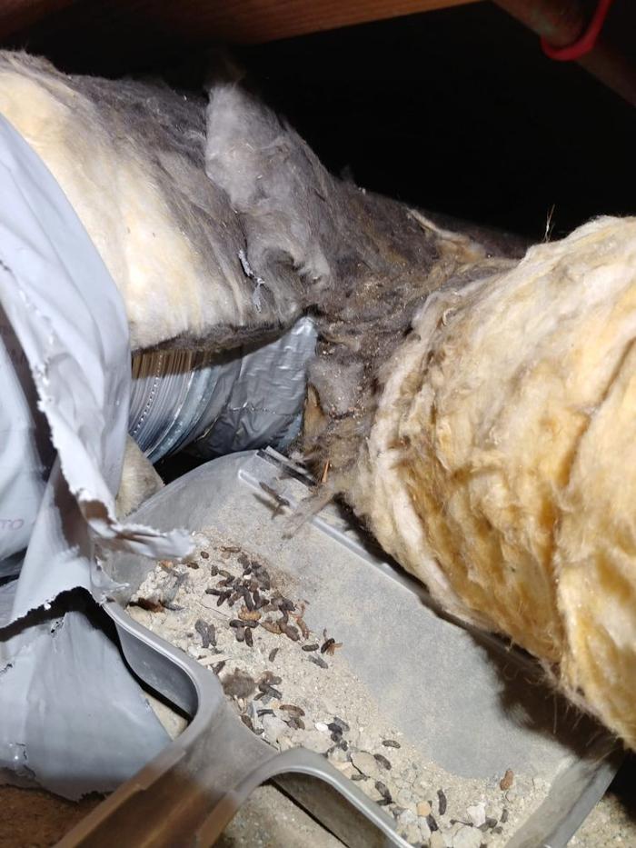 D&B Rodent Proofing - Palo Alto, CA