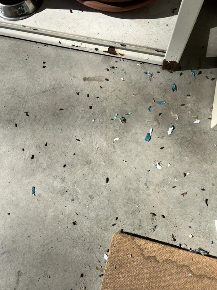 D&B Rodent Proofing - Palo Alto, CA