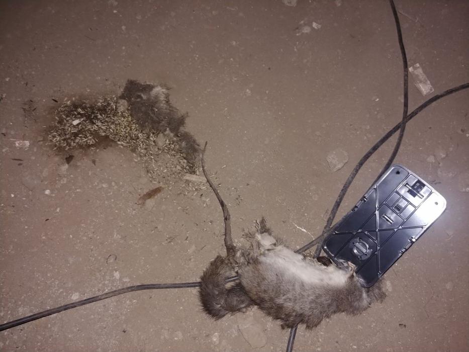 D&B Rodent Proofing - Palo Alto, CA