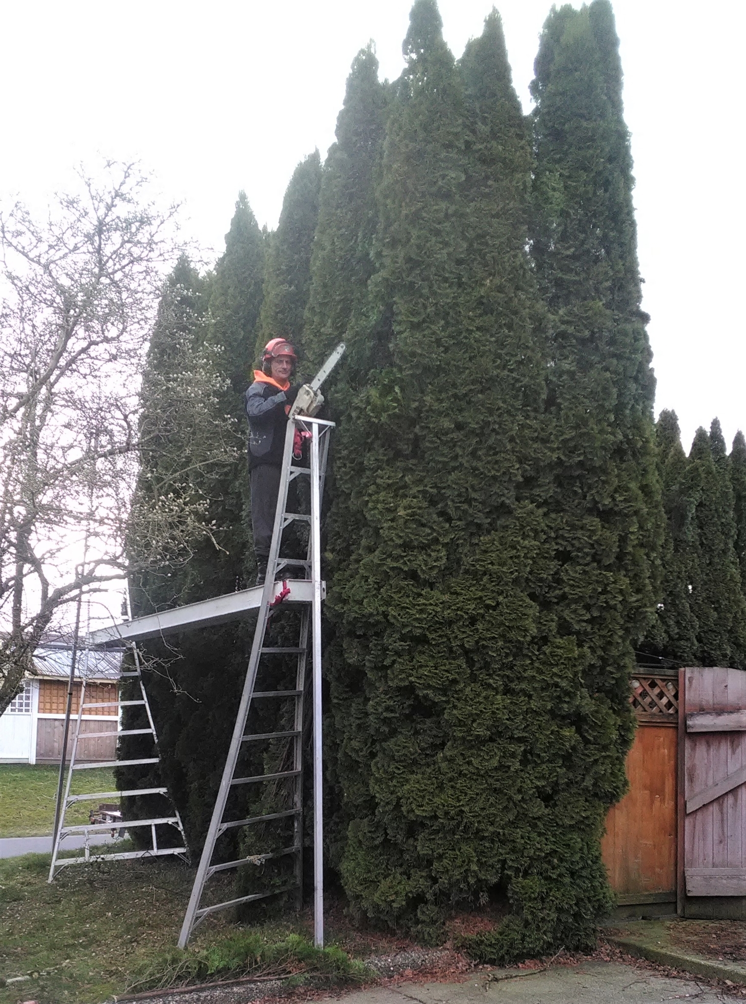 Agassiz Hedge & Tree Service Agassiz (604)703-3934