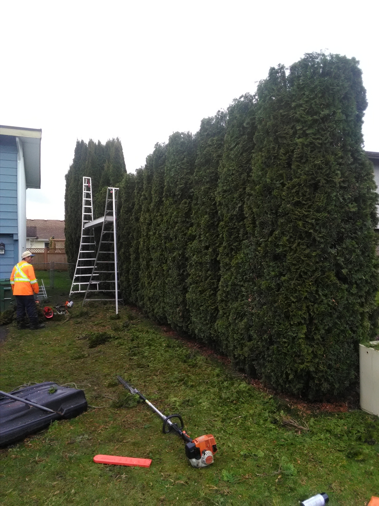 Agassiz Hedge & Tree Service Agassiz (604)703-3934