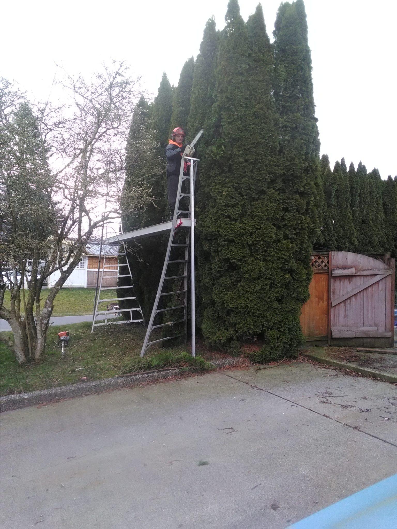 Agassiz Hedge & Tree Service Agassiz (604)703-3934