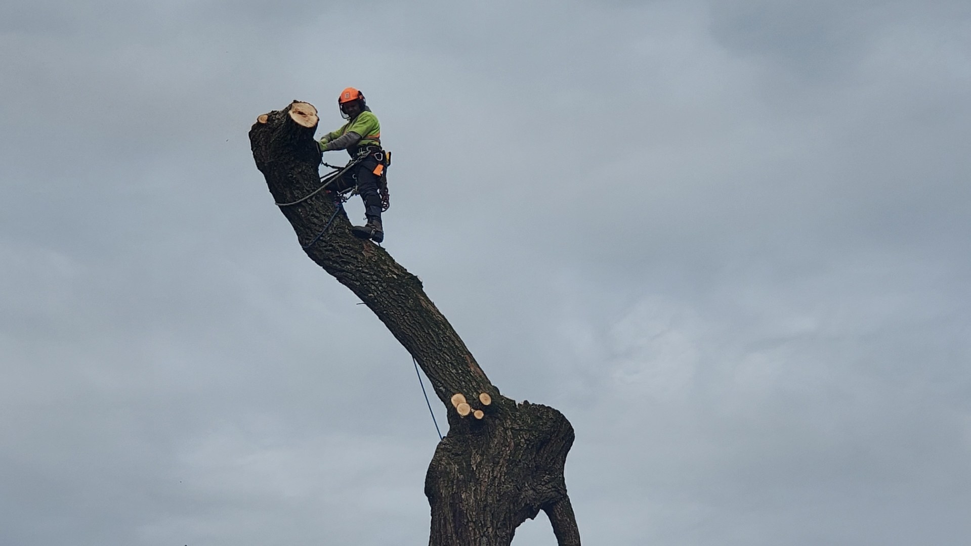 Agassiz Hedge & Tree Service Agassiz (604)703-3934