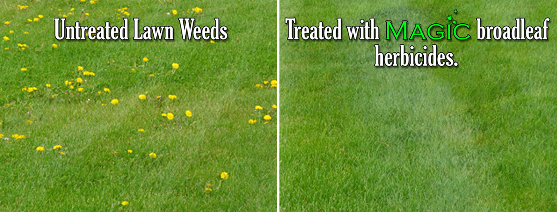 Magic Lawn & Pest - Pleasant Grove, UT