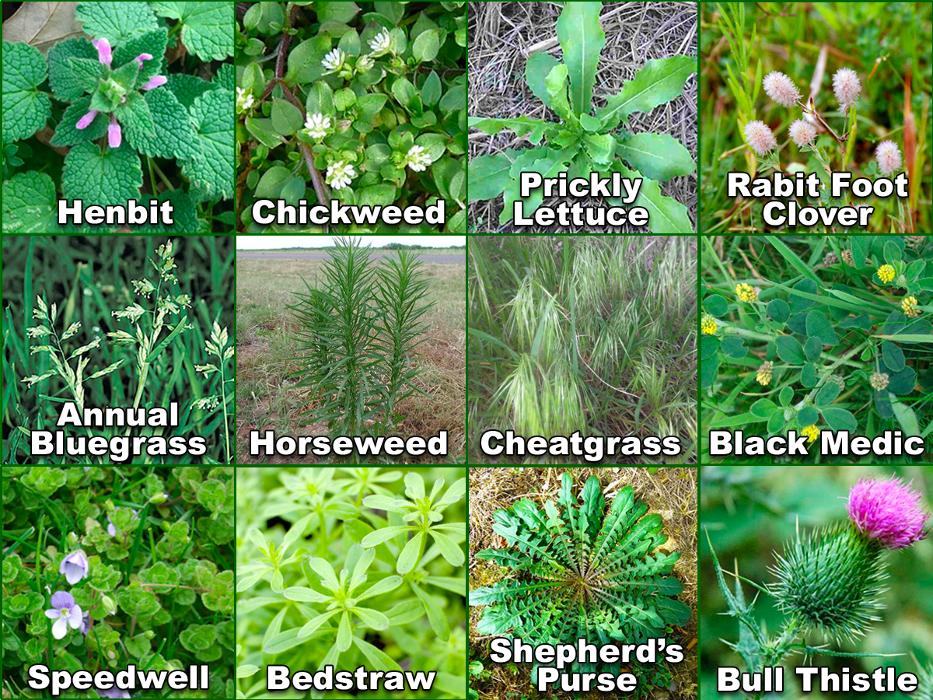 Magic Lawn & Pest - Pleasant Grove, UT