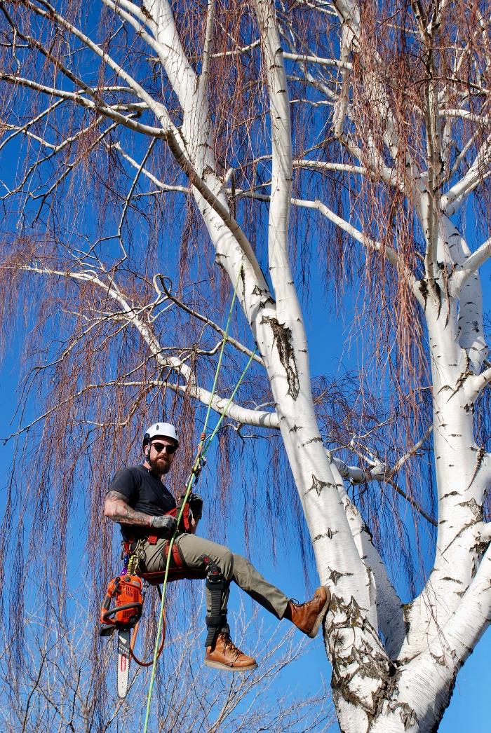 KC Tree Care, LLC - Roy, UT