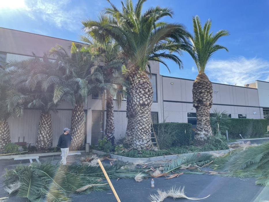 Lomas Verdes Landscaping - Pacoima, CA
