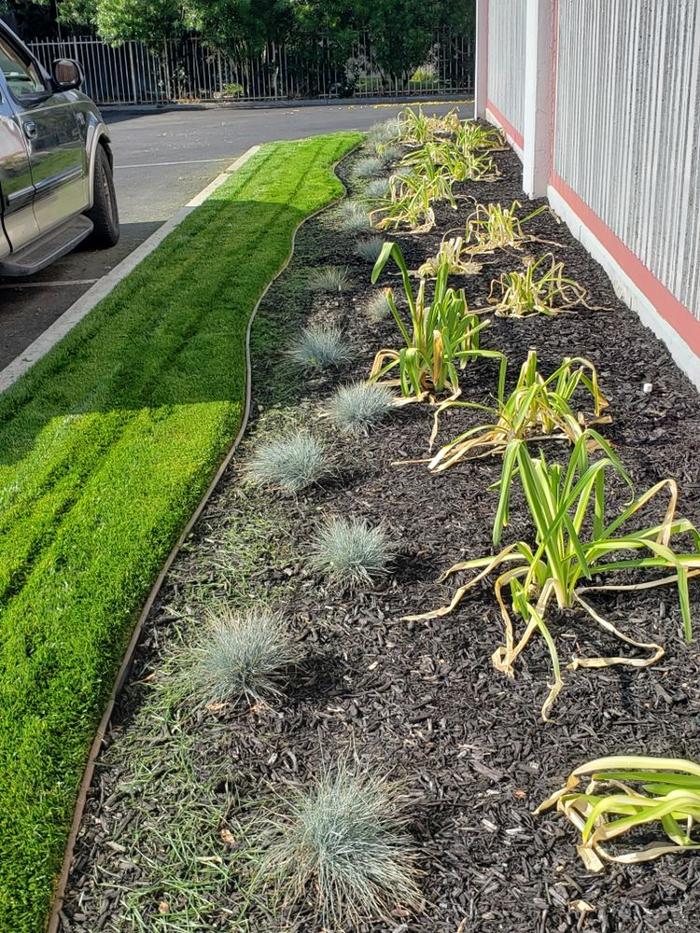 Lomas Verdes Landscaping - Pacoima, CA