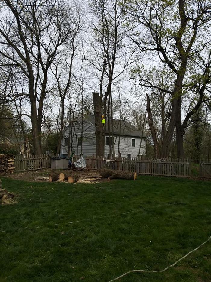 JC Tree & Lawn LLC - Trenton, NJ