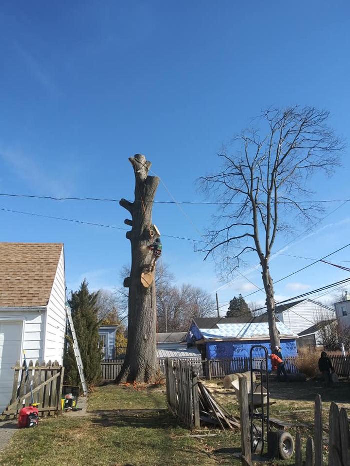 JC Tree & Lawn LLC - Trenton, NJ