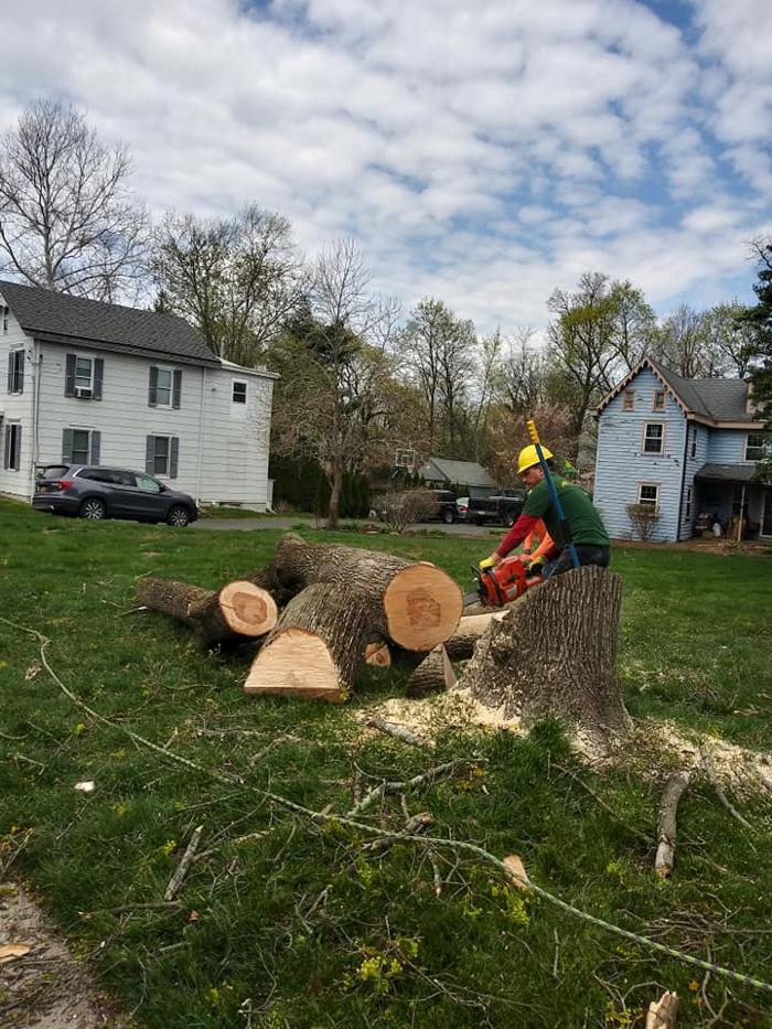 JC Tree & Lawn LLC - Trenton, NJ