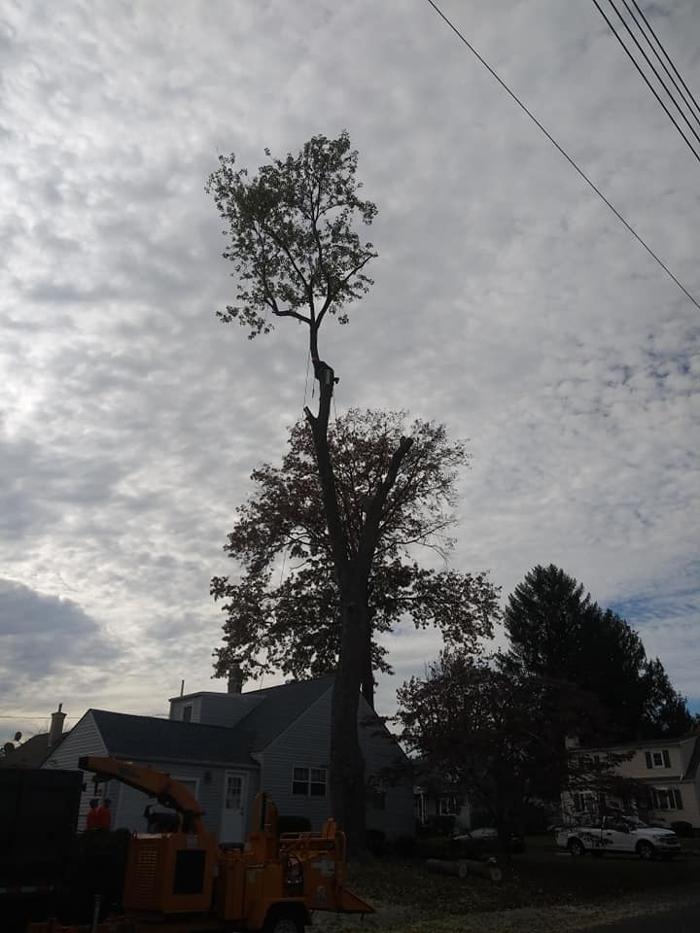 JC Tree & Lawn LLC - Trenton, NJ