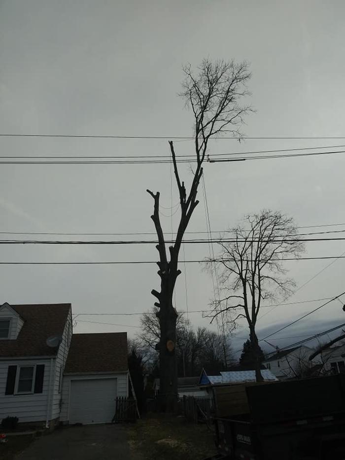 JC Tree & Lawn LLC - Trenton, NJ