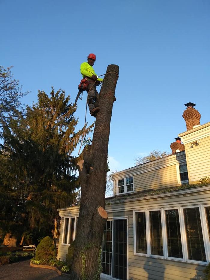 JC Tree & Lawn LLC - Trenton, NJ