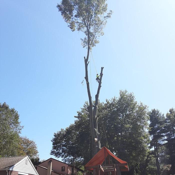 JC Tree & Lawn LLC - Trenton, NJ