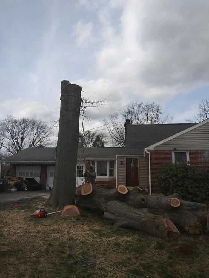 JC Tree & Lawn LLC - Trenton, NJ