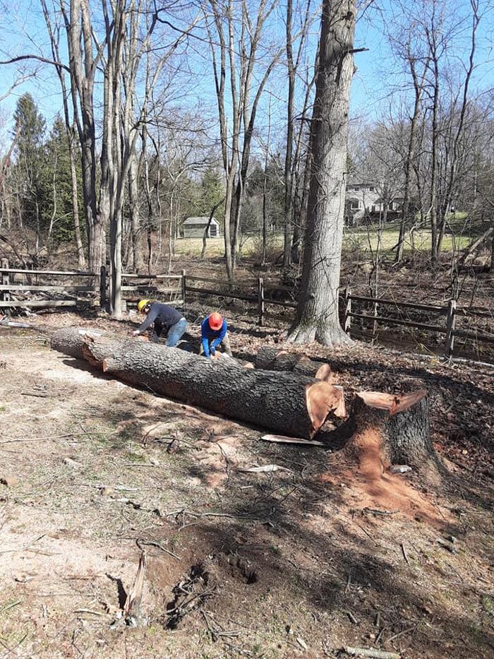 JC Tree & Lawn LLC - Trenton, NJ