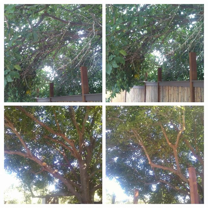 Americus Tree and Landscape Design - Rimrock, AZ