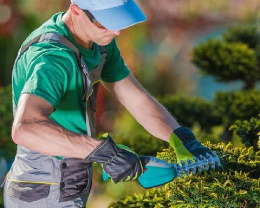 Americus Tree and Landscape Design - Rimrock, AZ