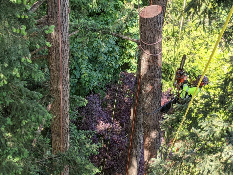 CLOSED - ALL ABOUT TREES LLC - Hillsboro, OR