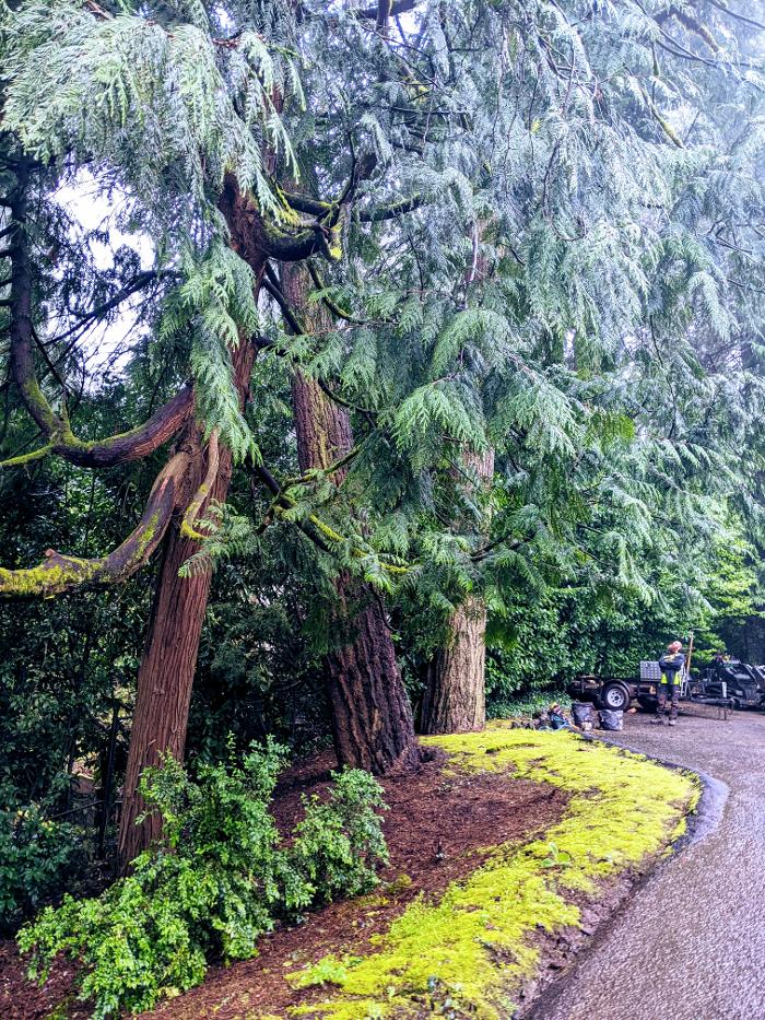 CLOSED - ALL ABOUT TREES LLC - Hillsboro, OR