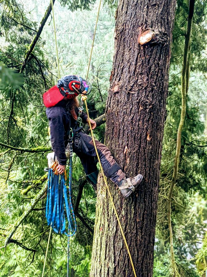 CLOSED - ALL ABOUT TREES LLC - Hillsboro, OR