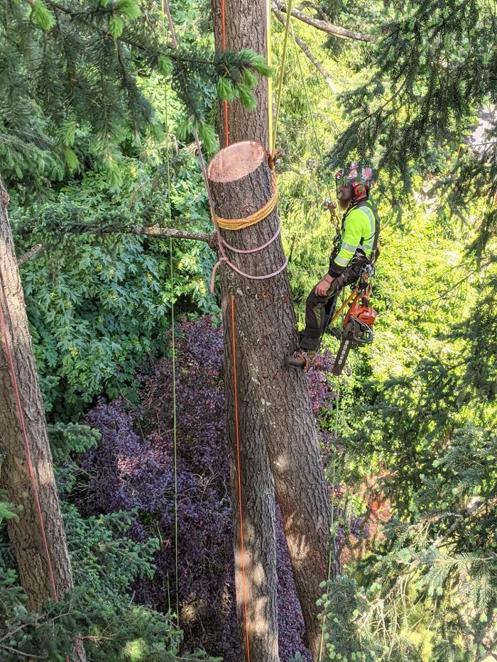 CLOSED - ALL ABOUT TREES LLC - Hillsboro, OR