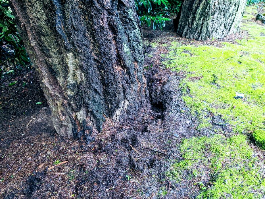 CLOSED - ALL ABOUT TREES LLC - Hillsboro, OR