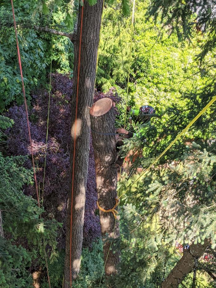 CLOSED - ALL ABOUT TREES LLC - Hillsboro, OR