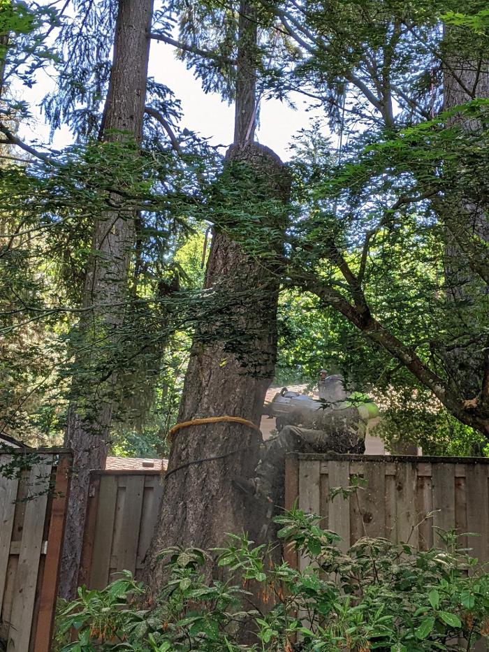 CLOSED - ALL ABOUT TREES LLC - Hillsboro, OR