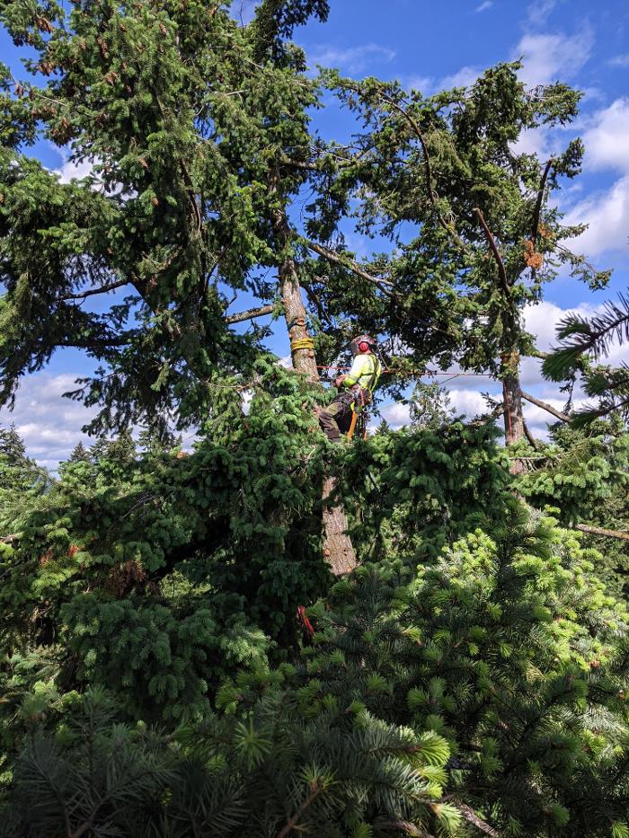 CLOSED - ALL ABOUT TREES LLC - Hillsboro, OR