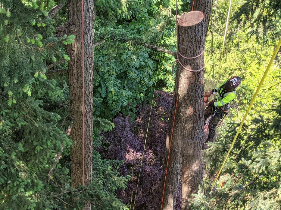 CLOSED - ALL ABOUT TREES LLC - Hillsboro, OR