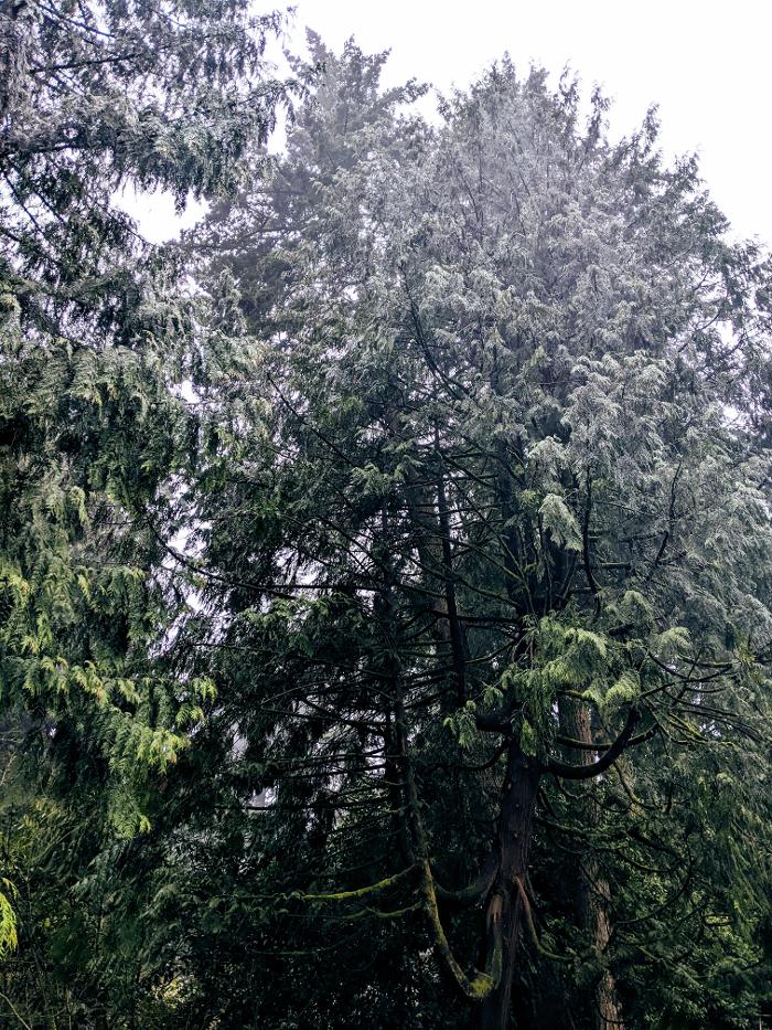 CLOSED - ALL ABOUT TREES LLC - Hillsboro, OR