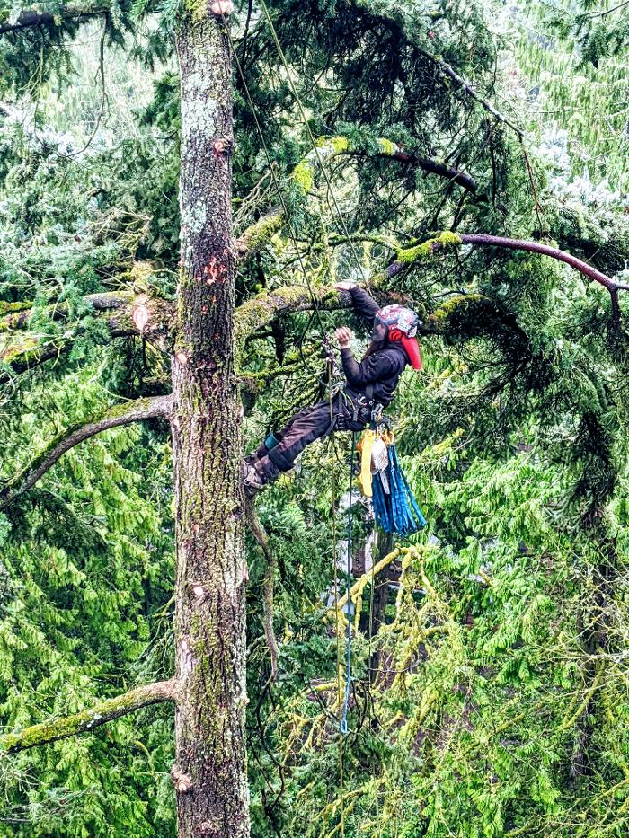 CLOSED - ALL ABOUT TREES LLC - Hillsboro, OR