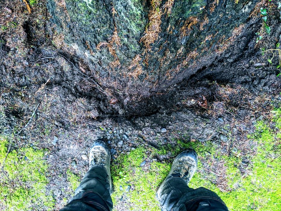 CLOSED - ALL ABOUT TREES LLC - Hillsboro, OR