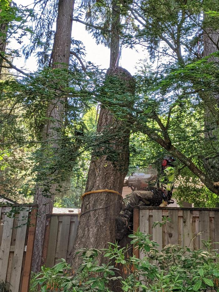 CLOSED - ALL ABOUT TREES LLC - Hillsboro, OR